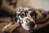 Cachorro para criar em apartamento: Dálmata é uma das raças possíveis