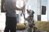 Dálmata é um cachorro muito inteligente