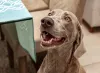 Procurando um cachorro para apartamento? Weimaraner pode te surpreender!
