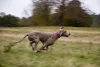 Raça de cachorro Weimaraner é incrivelmente veloz e ativa