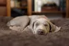 Weimaraner é um dos melhores cachorros para apartamento, se for estimulado
