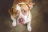 Cachorro para apartamento: Pitbull é bem obediente com os donos