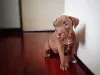 Se adestrado filhote, Pitbull tem tudo para ter um bom comportamento