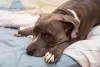 Pitbull é um cão de companhia apegado com seus humanos