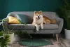 O Akita é um cachorro que pode ser dominante no dia a dia