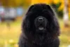 Cachorros para apartamento que ficam sozinhos: Chow Chow está na lista