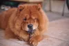 Mesmo sendo um bom cachorro para apartamento, Chow Chow é teimoso