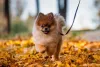 Essa raça de cachorro pequeno adora ficar na companhia da famí­lia