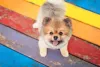 Cachorros pequenos e fofos como o Lulu da Pomerânia precisam de cuidados com a pelagem
