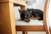Cachorros pequenos da raça Pinscher podem medir até 30 cm