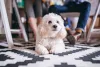 Cachorros pequenos e fofos da raça Bichon Frisé precisam de cuidados com os pelos