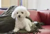 O Bichon Frisé é uma das menores raças de cachorro perfeitas para apartamentos