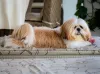 Esses cachorros pequenos de raça precisam de tosa frequente