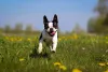 Os cachorros pequenos Boston Terrier tem pelos curtinhos e fáceis de cuidar