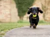 A raça de cachorro pequeno Dachshund é famosa por seu corpinho alongado