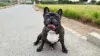 Cachorros pequenos dessa raça precisam ter as dobrinhas bem limpadas frequentemente