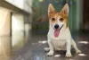 Uma das raças de cachorros pequenos fofos, o Jack Russel Terrier é um amor com qualquer pessoa