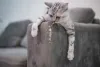 Existem muitos modelos de arranhadores para gatos.