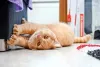 O que fazer para o gato não arranhar o sofá? Garanta que ele esteja entretido o suficiente.