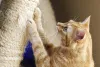 Como fazer arranhador para gatos com cano PVC: corda de sisal e cola quente são os materiais.