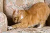 Arranhador para gatos: sofá é um dos móveis preferidos dos bichanos para arranhar.