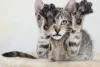 Como fazer seu gato parar de arranhar o sofá: dê a ele um arranhador para chamar de seu.