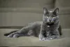 O gato Korat se adapta bem a apartamentos
