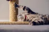 Arranhadores para gatos trazem muitos benefícios para a saúde mental do animal.