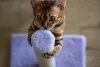 Repelente caseiro para gatos: não arranham o sofá e procuram logo o arranhador.