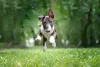 Bull Terrier pulando no parque