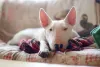 Bull Terrier deitado no sofá