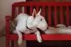 Bull Terrier deitado em banco vermelho