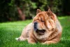 A raça do cachorro Chow Chow é extremamente leal e protetora