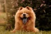 Chow Chow: língua azul é uma das principais características da raça