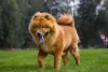 As imagens de Chow Chow mostram um lado