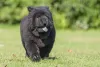 Chow Chow: brasileiros, no geral, precisam se acostumar com o temperamento forte da raça