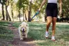 Chow Chow: cachorro precisa de passeios regulares para se exercitar