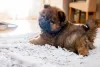 O Chow Chow bebê está na fase certa para ser adestrado e socializado