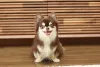 Chihuahua sentado olhando para frente feliz