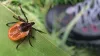 O carrapato de cachorro Ixodes transmite a doença de Lyme para os animais