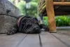 Shar Pei preto ou de outras cores têm o mesmo temperamento