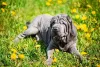 SharPei azul adulto: adestramento da raça é importante
