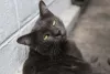 Korat: gato é sociável, mas não gosta de ambientes muito barulhentos