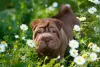 Shar Pei filhote: os primeiros meses são ótimos para adestrar o animal