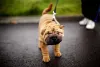 Shar Pei: o cachorro precisa de estímulos diários