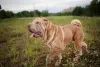 A ideia de que SharPei é bravo vem do seu instinto protetor