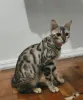 A Poliana é uma Bengal que adora caçar tudo que se movimenta