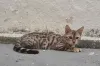 O Gato-de-bengala tem um comportamento ativo e cheio de energia