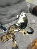A Bengal Poliana se dá bem com outros gatos, mas pode ser bem territorialista
