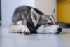 Mini raças de cachorro: o Alaskan Klee tem pelagem bem densa e dupla